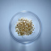 Vitamin C Ingredient
