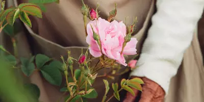 A farmer approaching a Centifolia Rose in full bloom at Lancome’s Domaine de la Rose