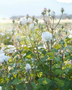 Illustration for an article Skincare