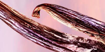 Glazed bourbon vanilla beans used in perfume with sweet vanilla notes