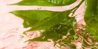 Green tea leaves wading in pink water to represent the perfume notes in Idole eau de toilette