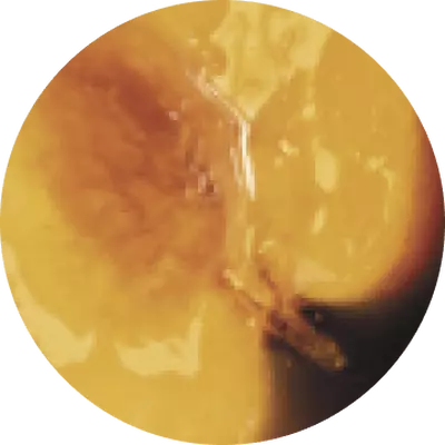 BRIGHT JUICY PEACH