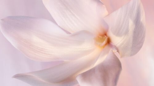 alt for first image of ingredient