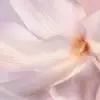 alt for first image of ingredient