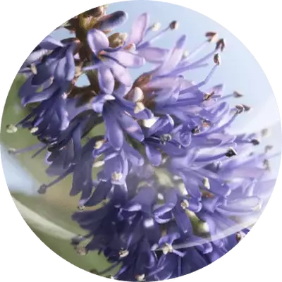 PATCHOULI
