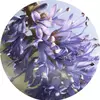 ROSE PETAL ESSENCE