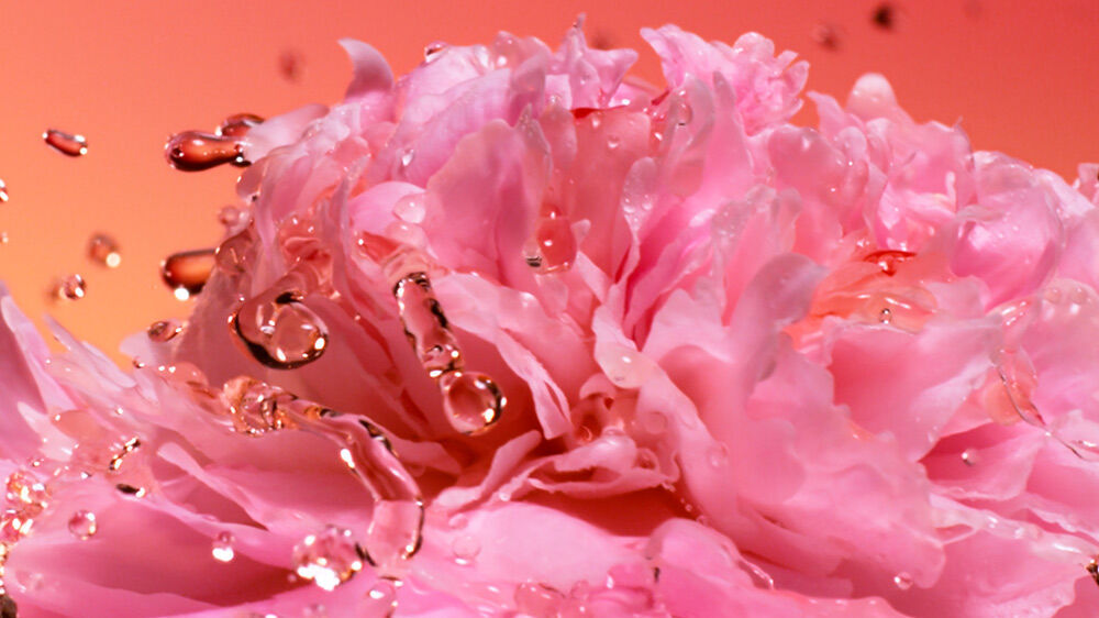 Pink flower petals with water droplets.