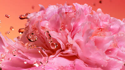 Pink flower petals with water droplets.