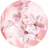 JASMINE ABSOLUTE SUPER INFUSION