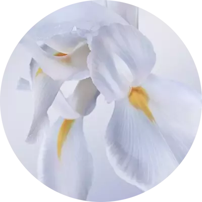 IRIS CONCRETE