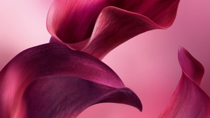 VELVETY VIOLET LEAF ABSOLUTE