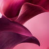 VELVETY VIOLET LEAF ABSOLUTE