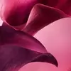 VELVETY VIOLET LEAF ABSOLUTE