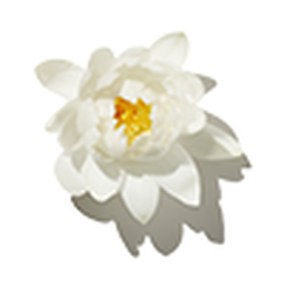 Water Lily Extract