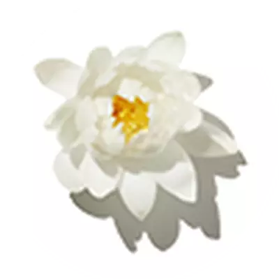 Water Lily Extract