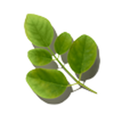 Moringa Seed