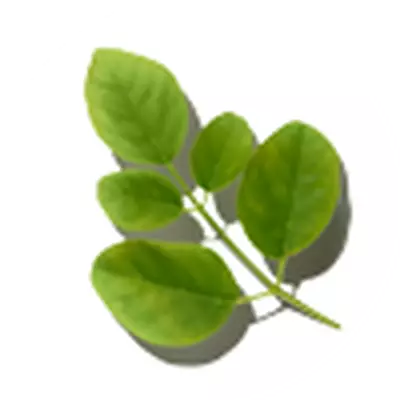 Moringa Seed