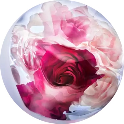 FRESH ROSE WATER - SPACE ROSE ACCORD - ROSE DAMASCENA ABSOLUE