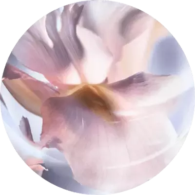 IRIS PALLIDA CONCRETE