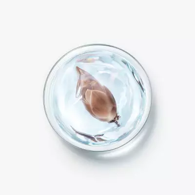 BIXA-BEECH BUD EXTRACT